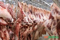 Frigorífico Bovino em MG – Abatedouro com Capacidade de Exportação e Certificação Halal