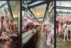 Frigorífico Bovino Completo à Venda em Alto Boa Vista - MT