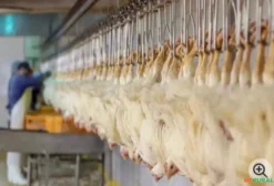 Abatedouro de Aves em Pleno Funcionamento – Rio de Janeiro / RJ