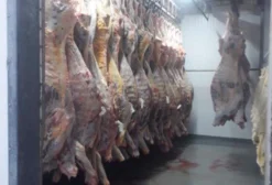 Frigorífico Completo para Abate de Bovinos, Suínos e Ovinos à Venda em Irani/SC