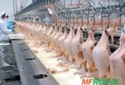 Frigorífico de Aves e Transportadora em Operação - Araranguá/SC