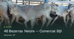 Lote de 46 Bezerras Nelore Comercial 8@ em Monte Aprazível - SP