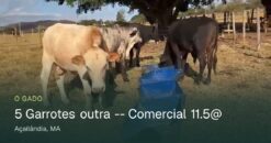 Lote de 5 Garrotes Comerciais – 11,5@ – Açailândia/MA
