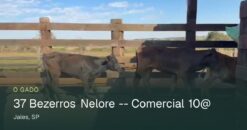 Lote de 37 Bezerros Nelore Comercial 10@ - Jales/SP
