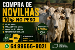 Novilho Nelore 24 meses