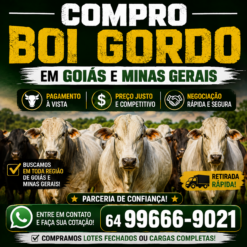 Boi gordo