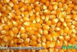 Milho Grão a Granel para Nutrição Animal – Saco de 60kg