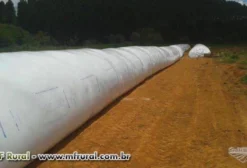 Silagem de Milho Transgênico Pionner de Alta Qualidade - Curvelo MG