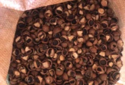 Casca de Macadâmia para Substrato de Orquídeas – Retirar em Arandu/SP