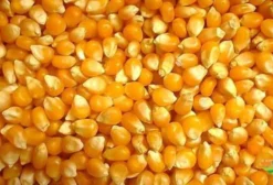 Milho de Pipoca Extra – Expansão 40-42 – Ideal para Empacotadores e Distribuidores