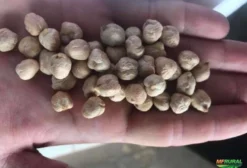 Grão de Bico Argentino Selecionado 9mm – Ideal para Empacotamento