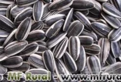 Girassol Comum Rajado Claro – Saco 30 kg (Preço por kg)