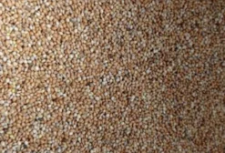 Painço Nacional Limpo Ensacado (50kg) - Venda em Bauru/SP - Preço por Tonelada