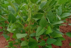 Fazenda de 17.000 Hectares em São Félix do Tocantins – TO (Matopiba)