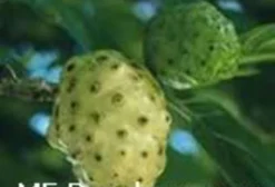 Sementes de Noni - 50 Unidades - Alta Germinação com Manual de Plantio