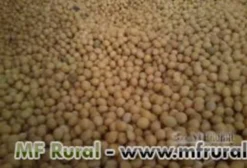 Sementes de Teca Certificadas - 1000 sementes/kg - Grupo Caiçara