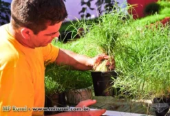 Semente de Capim Vaqueiro Peletizada – Embalagem de 5 kg – R$ 90/kg