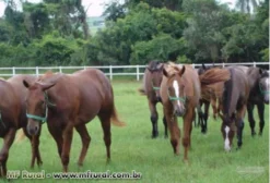 Sementes de Capim Vaquero CD 90160 Peletizadas - 1 kg
