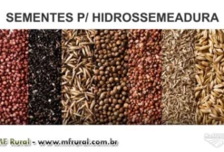 Coquetel de Sementes para Hidrossemeadura – Mix com 5 a 11 Espécies