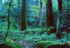 Áreas de Mata Nativa para Reserva Legal – Cananéia/SP (Até 48 mil hectares)