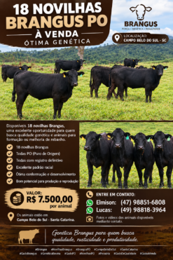🐂 18 Novilhas Brangus PO à Venda | Registro Definitivo | R$ 7.500