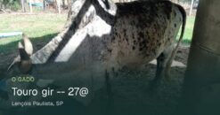 Touro Mestiço Gir 8 Anos – 27@ – Animal Manso e Experiente para Reprodução