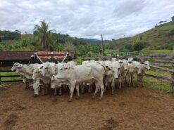 Novilhos , Bezerros Nelores